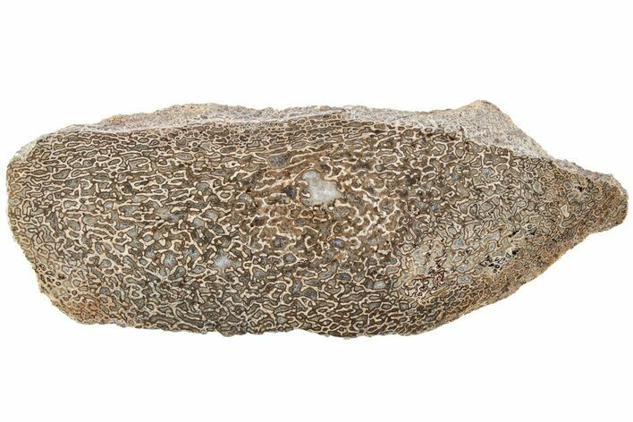 Polished Dinosaur Bone (Gembone) Slab - Morocco #214047